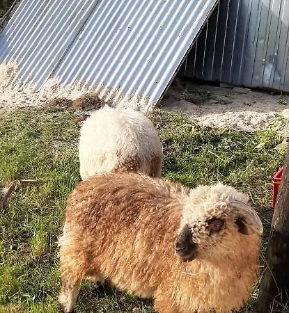 Apartament Huba Διαμέρισμα *