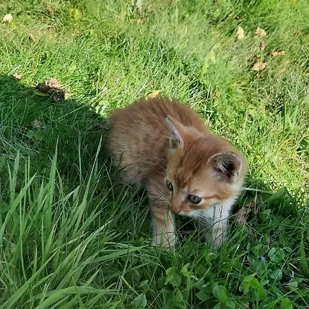 Διαμέρισμα Apartament Huba Huba