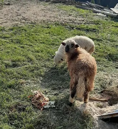 公寓 Apartament Huba *