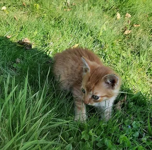 Apartamento Apartament Huba Huba