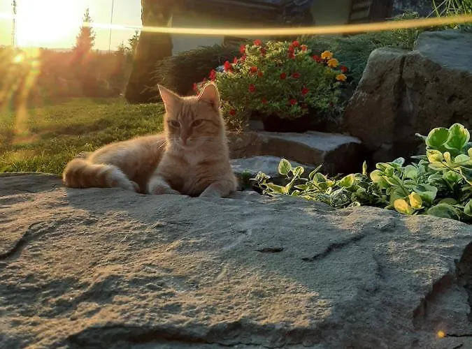 Apartamento Apartament Huba *